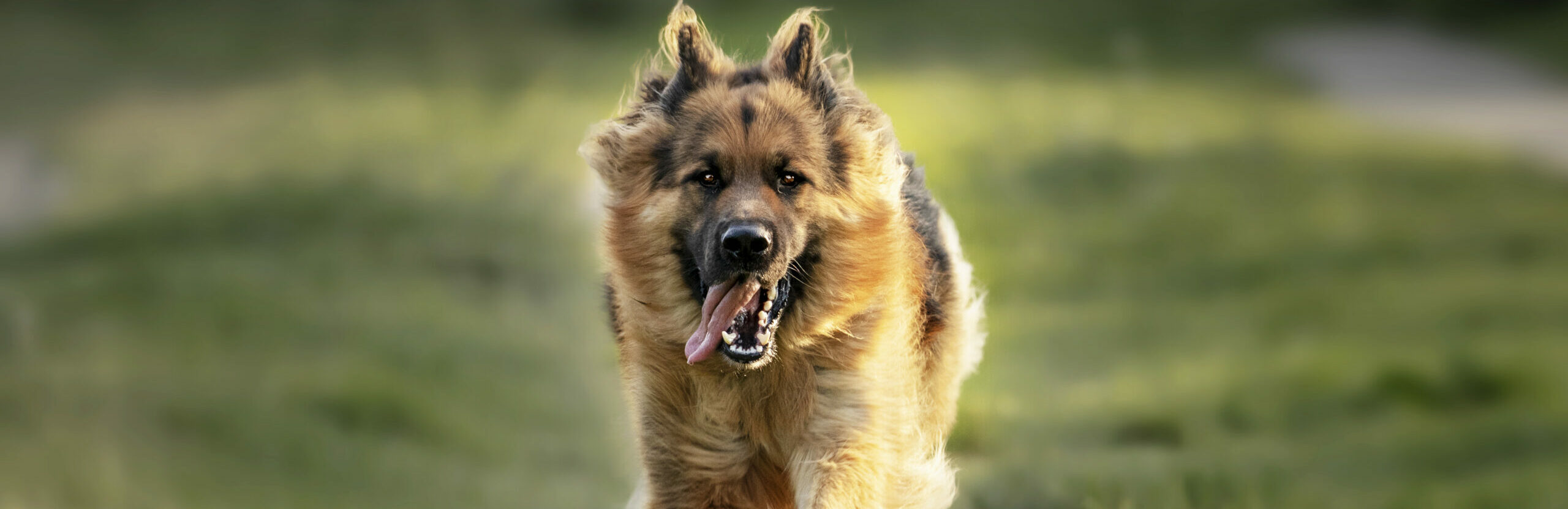 A selective focus shot of an adorable german shepherd